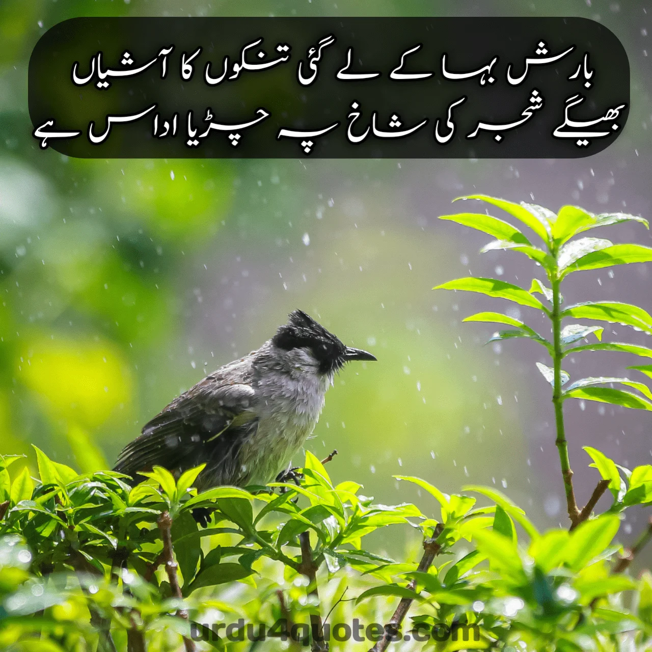 Barish poetry in Urdu